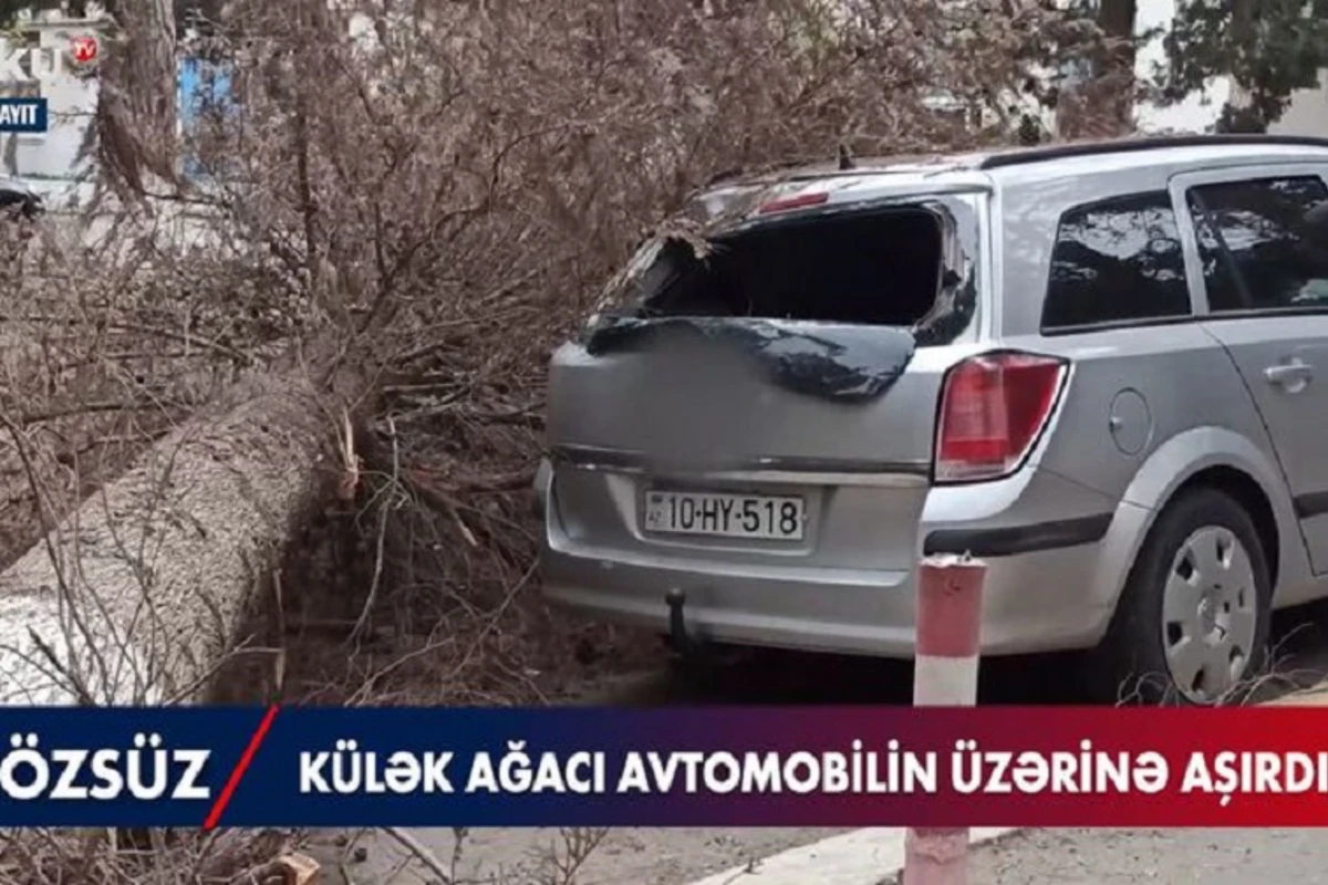Sumqayıtda güclü külək: Ağac maşının üstünə aşdı - VİDEO