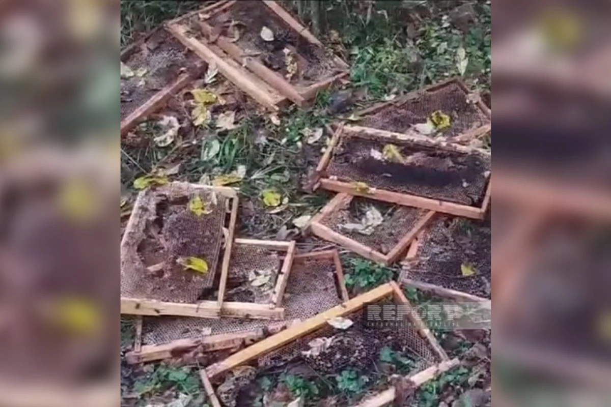 В Азербайджане медведи напали на пчеловодческое хозяйство и съели мед из ульев - ФОТО