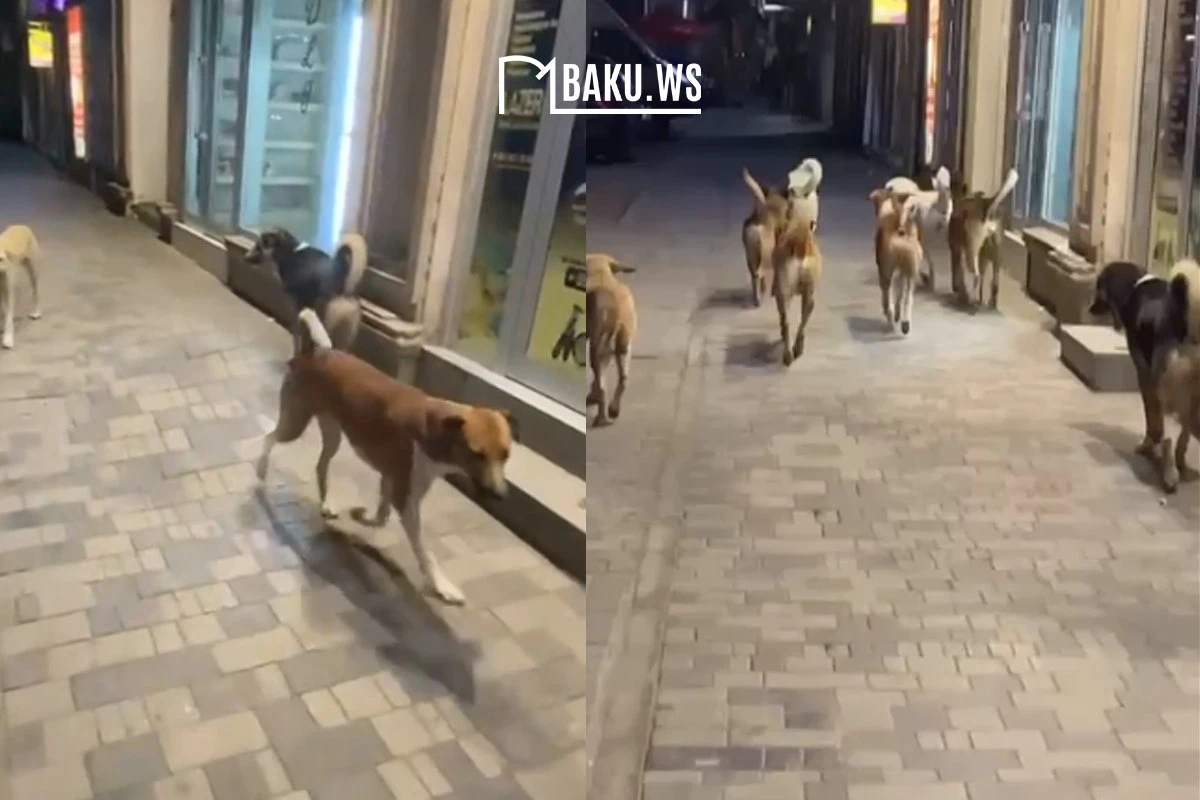 Xırdalan sakini 10-dan çox itin hücumuna məruz qaldı - VİDEO - YENİLƏNİB