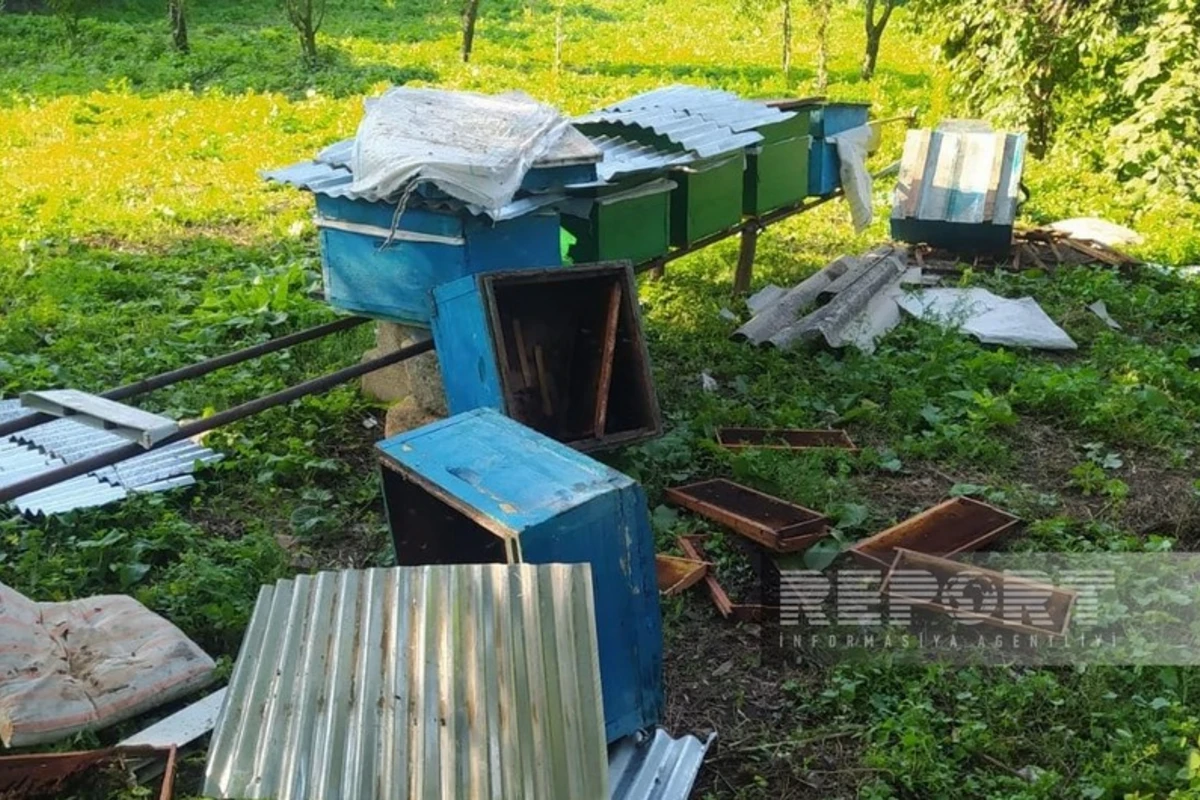 В Гейгеле медведи причинили ущерб местным хозяйствам - ФОТО
