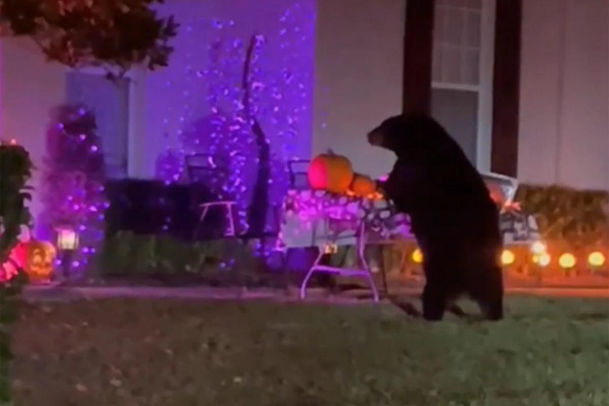Ayı Halloween üçün yığılan bütün konfetləri yeyib - VİDEO