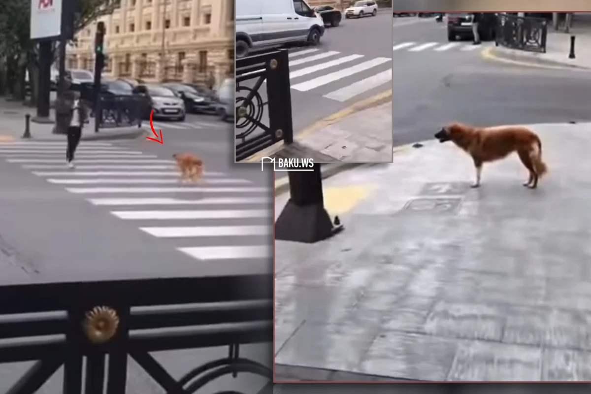 Bakıda yolu piyada keçidindən keçən it izləyənlərin marağını cəlb etdi - VİDEO