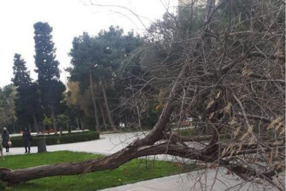 Güclü külək nəticəsində Bakıda 13 ağac sınıb