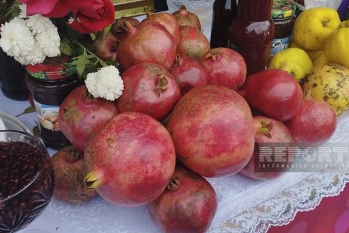 Göyçayda XV Nar festivalı keçirilir - FOTO