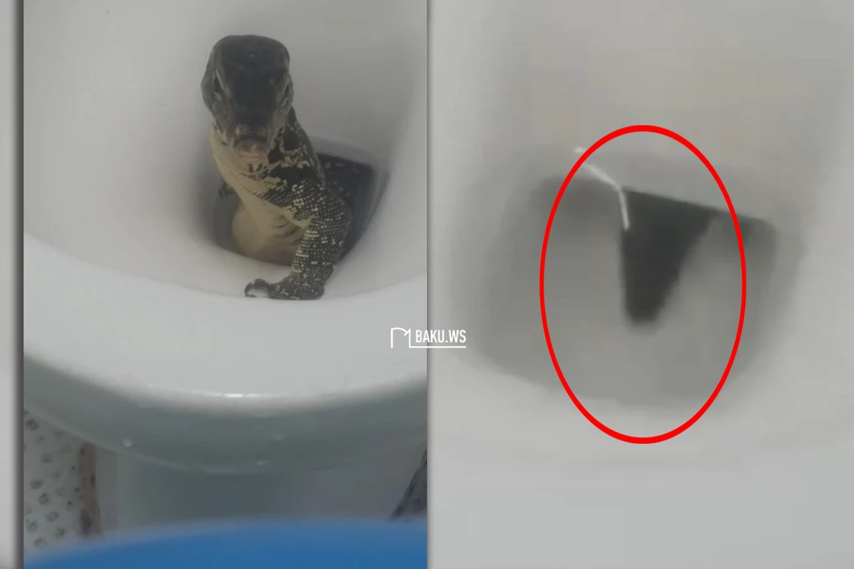 Unitazdan çıxan böyük canlı hər kəsi şoka saldı - FOTO/VİDEO