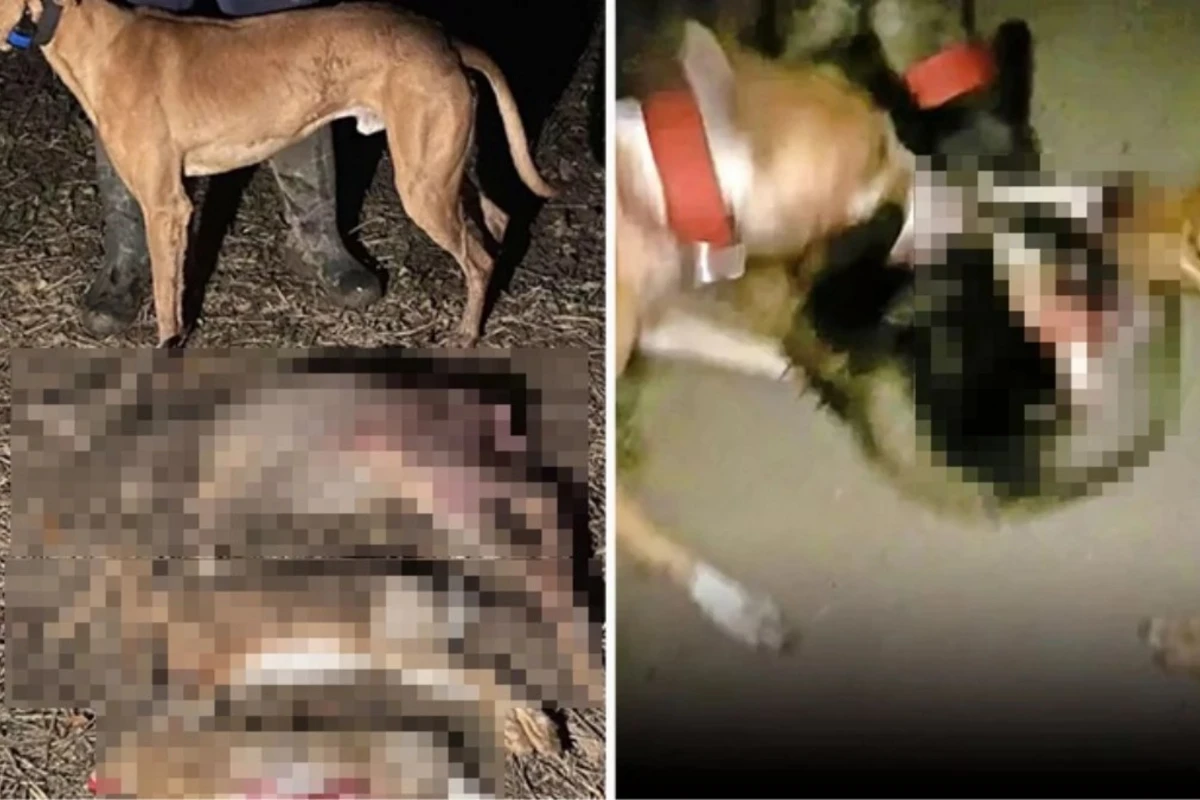 Tiktokdan çoxlu pul qazanmaq üçün bu heyvanları ov itlərinə yem etdi - FOTO
