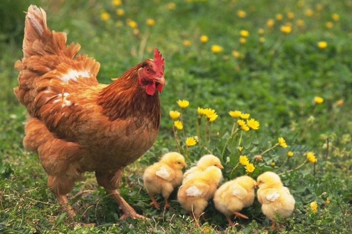Azərbaycandan Çinə quş ətinin ixracına icazə verilib