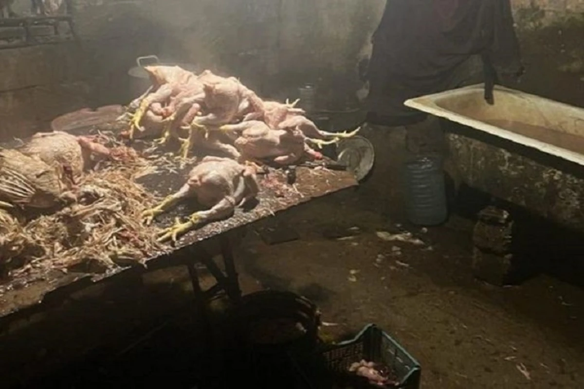 Masallıda toyuq kəsim sexinin işi məhdudlaşdırılıb - FOTO
