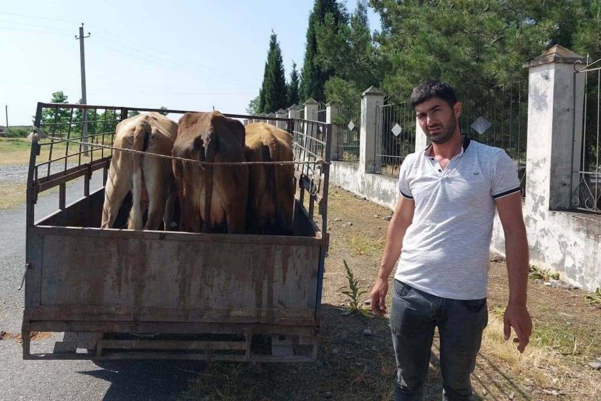 Yıxılan inəklə bağlı AÇIQLAMA - Hadisə 2022-ci ildə olub - VİDEO
