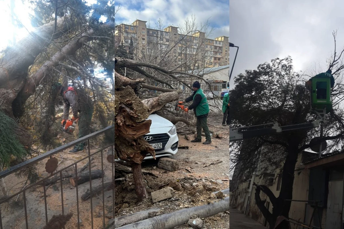 Bakıda güclü külək 27 ağacı aşırdı - FOTO