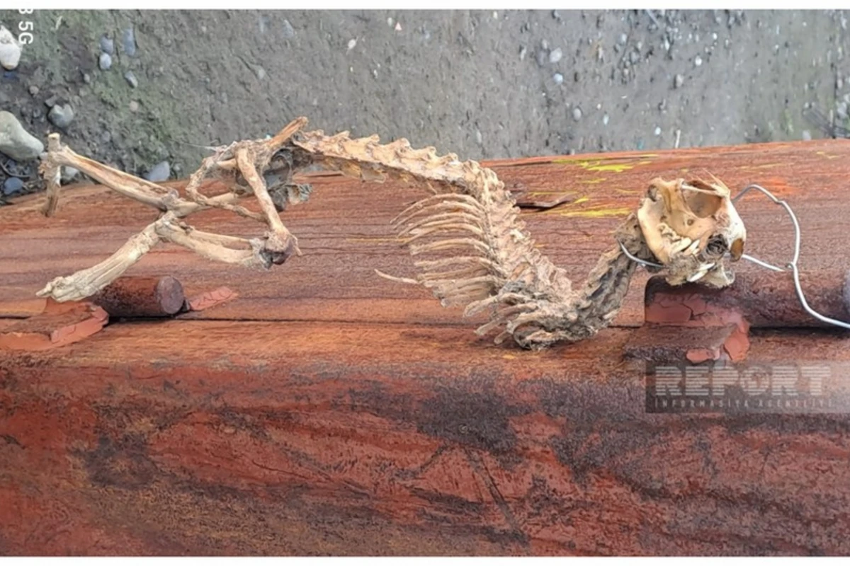 Tərtərdə naməlum heyvan skeleti tapılıb - FOTO