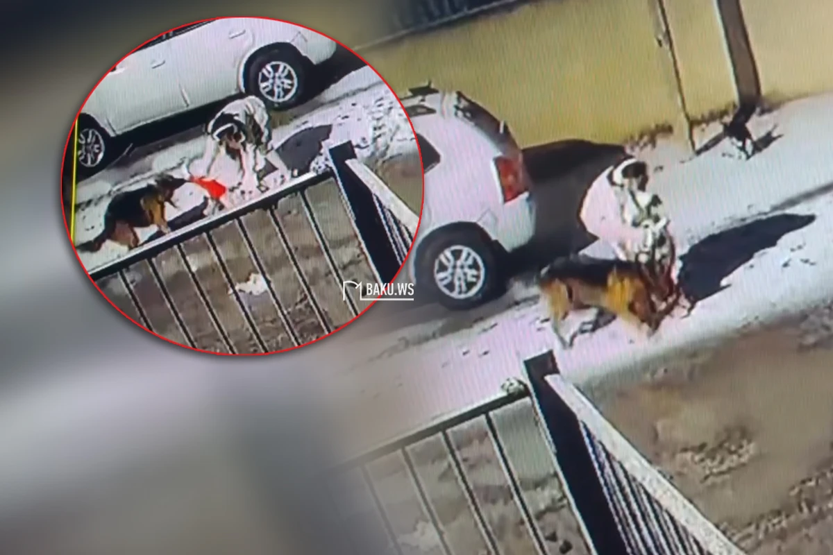 Bakıda it ana və qızına hücum etdi -  ANBAAN VİDEO/FOTO