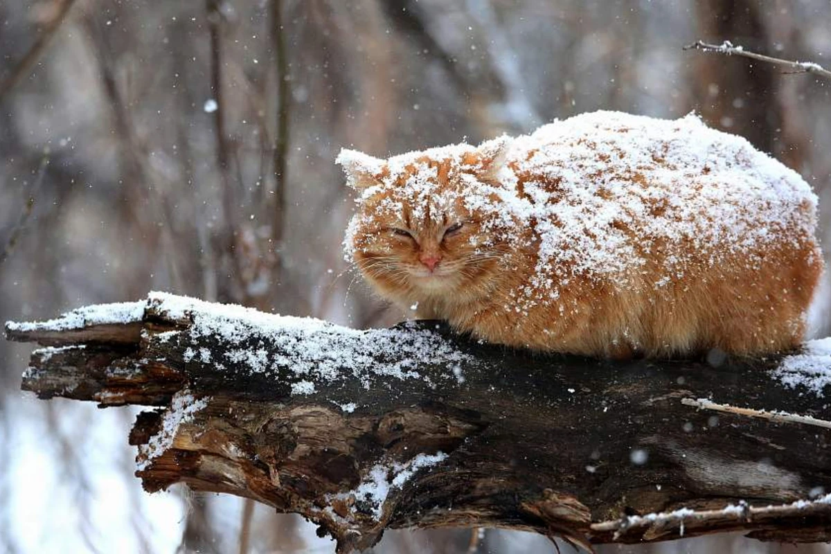 Bu tarixdə Bakıda havanın temperaturu 0°-yə düşəcək, sulu qar yağacaq Bu tarixdə Bakıda havanın temperaturu 0°-yə düşəcək, sulu qar yağacaq