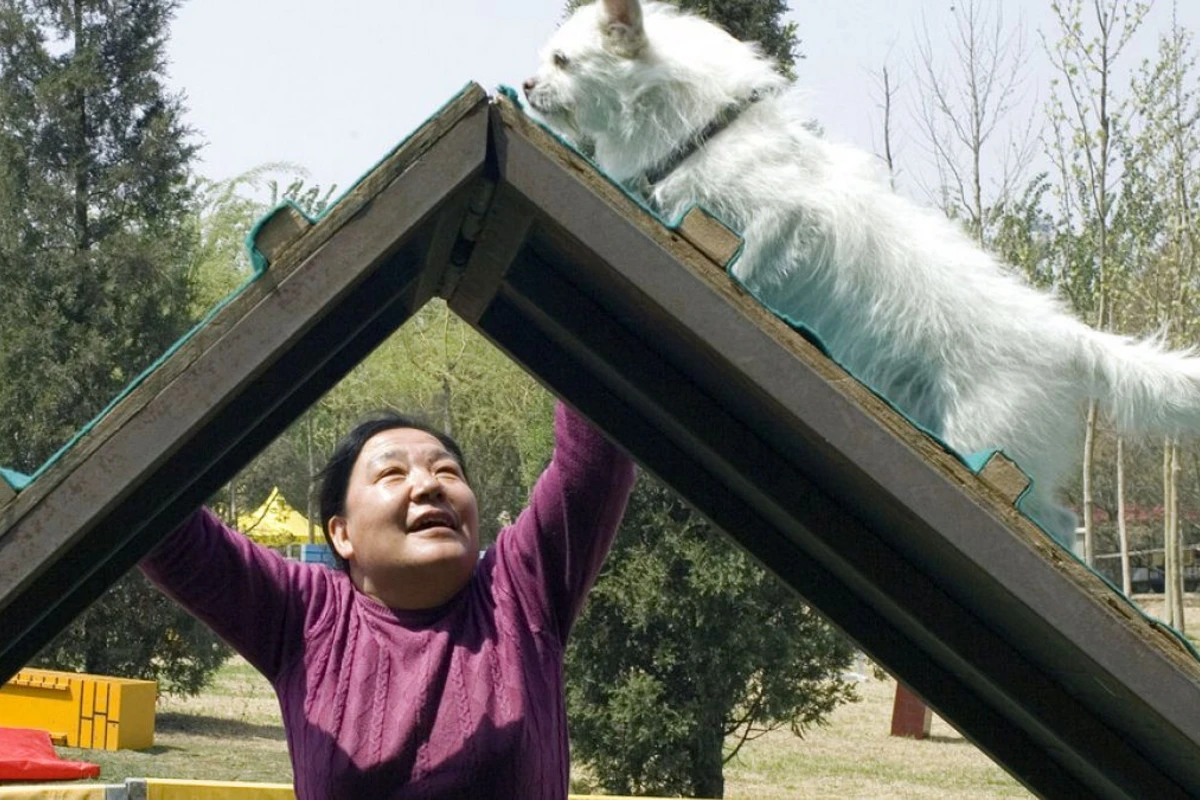 Yaşlı qadın övladlarına acıq 2.8 milyon dollarını it və pişiklərinə vəsiyyət etdi