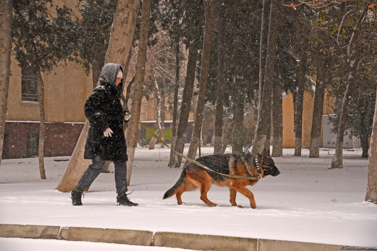 Külək, şaxta, qar - Sabahın havası