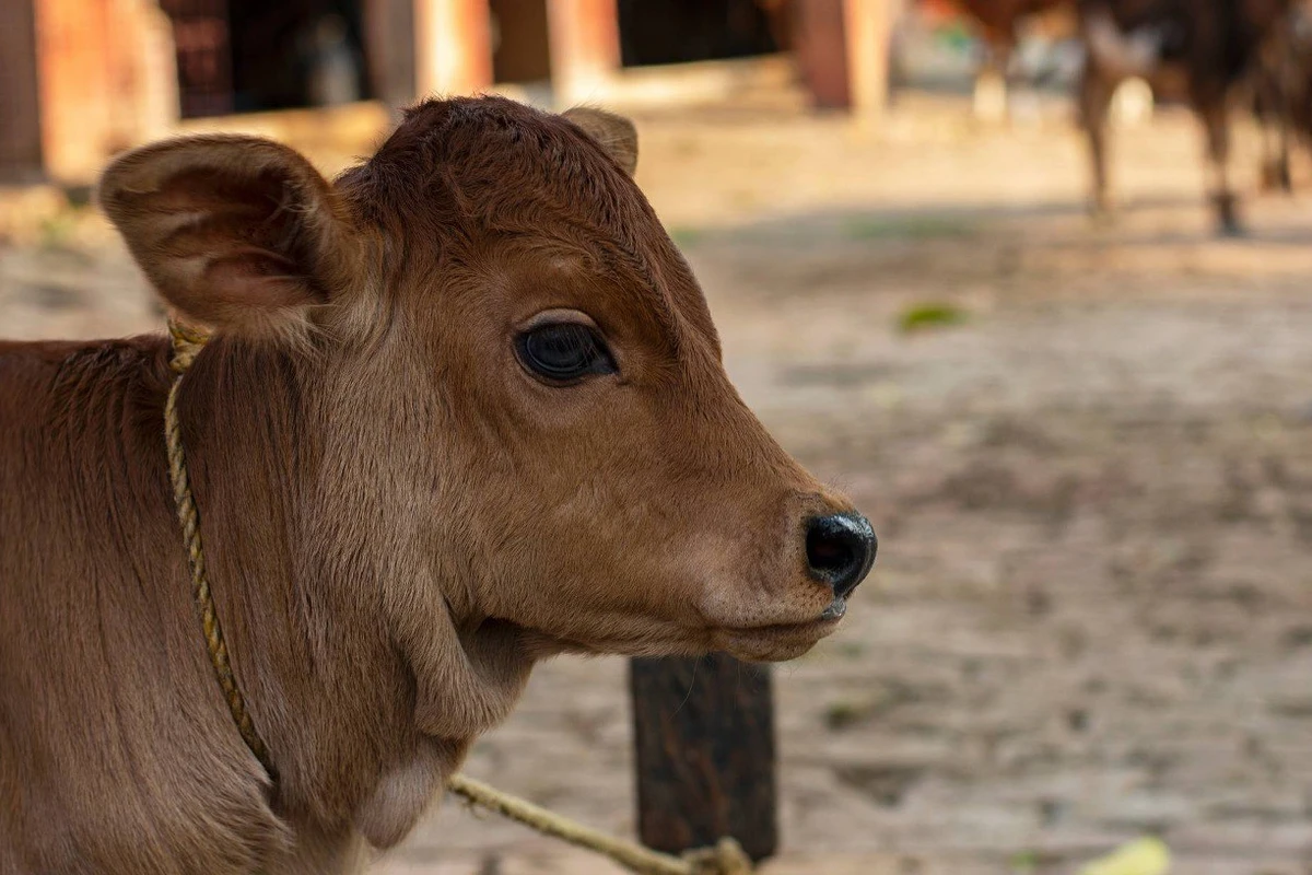 Çində nəsli kəsilməkdə olan bu heyvanlar klonlanlaşdırıldı