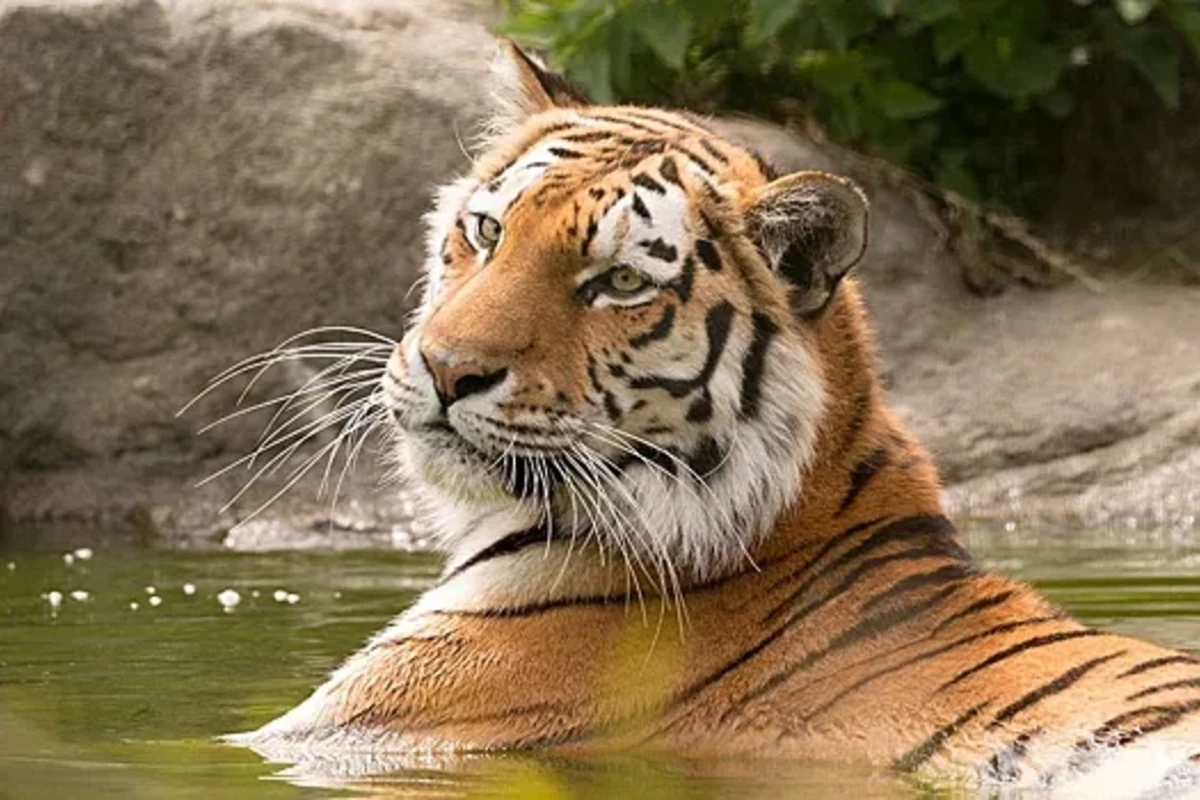 Rusiyada nəsli kəsilməkdə olan Amur pələngini öldürüb qaçdılar