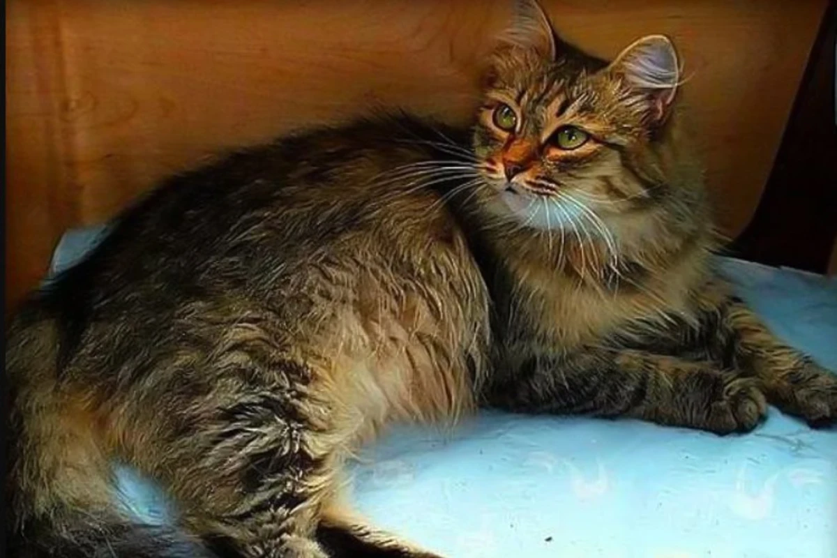 Rusiyanın ən yaşlı pişiyi Tümendə ölüb