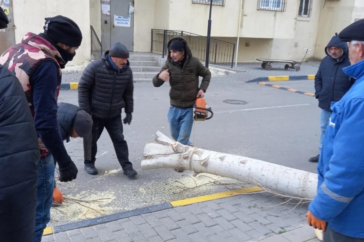 Bakıda avtomobilin üstünə aşan ağacın fəsadları ARADAN QALDIRILDI - FOTO/VİDEO - YENİLƏNİB