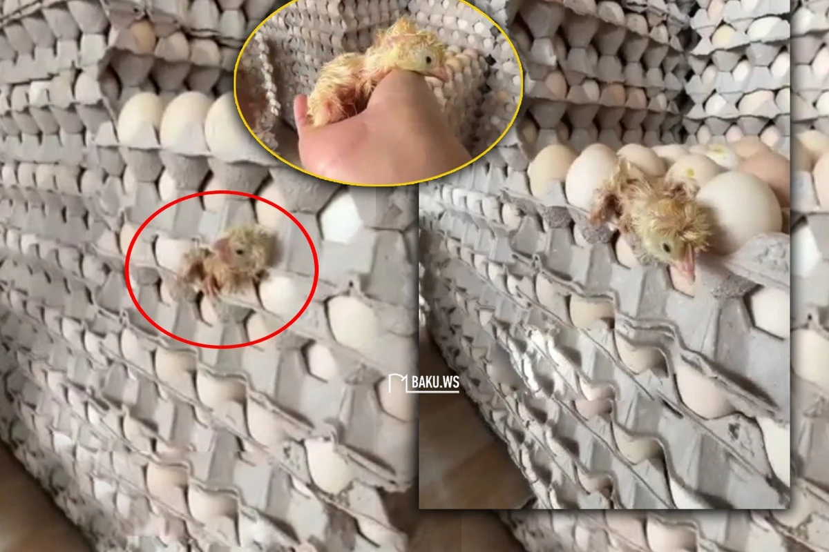 Mağazada satılan yumurtadan cücə çıxdı - FOTO/VİDEO