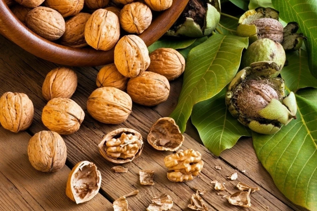 Qozun insan orqanizminə faydaları... - FOTO