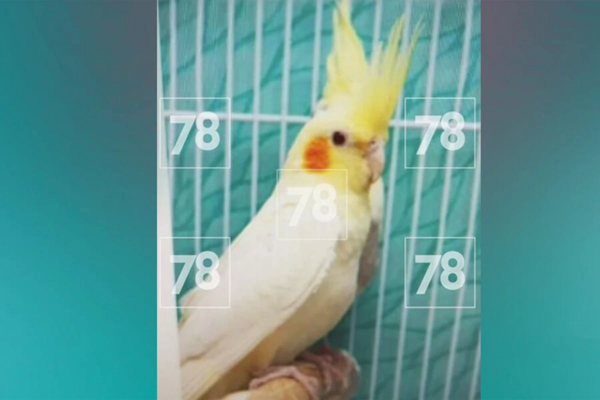 Misirli ata qızı adını Rusiya qoyduğu üçün tutuquşunu öldürüb