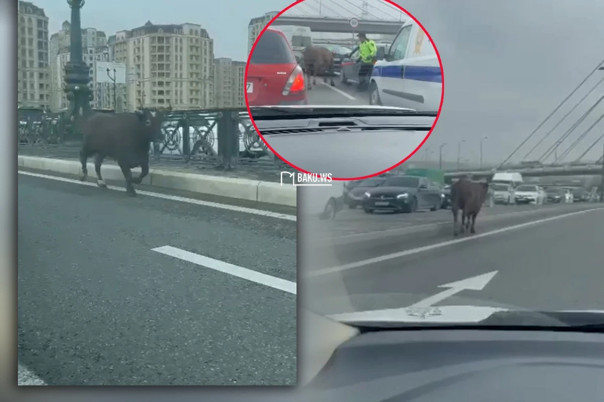 В Баку бык устроил марафон на магистральной дороге - ВИДЕО