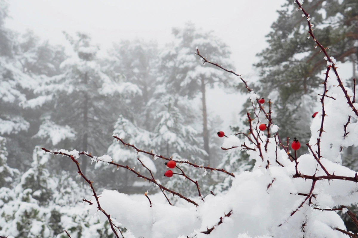 Bəzi bölgələrdə yağış, dağlıq rayonlarda qar yağıb - FAKTİKİ HAVA
