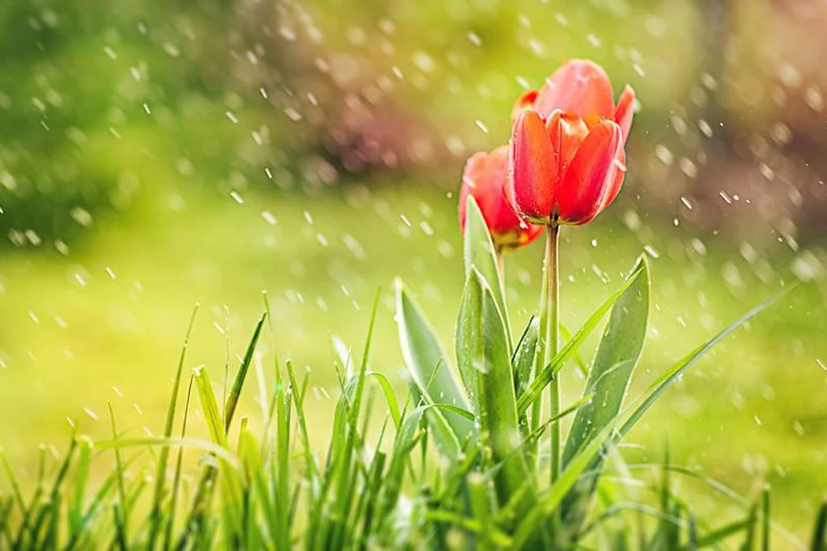 Novruz bayramında ölkənin bəzi yerlərinə leysan və qar yağıb - FAKTİKİ HAVA