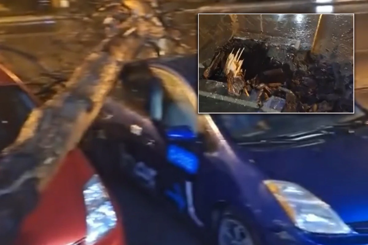 Bakıda güclü külək: Kökündən qopan ağac “Prius”ların üzərinə aşdı - VİDEO