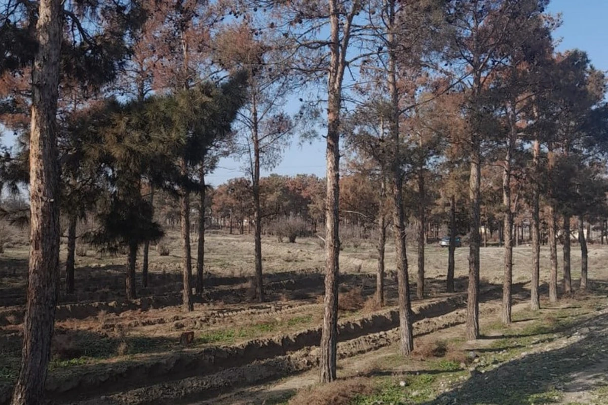 Yevlaxda zərərvericilər çox sayda Eldar Şamını qurudub, kəsilməsinə qərar verilib - FOTO