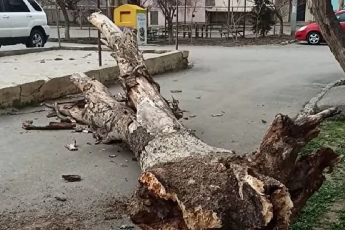 Sumqayıtda ağac aşdı, binanın həyətinə giriş bağlandı - VİDEO