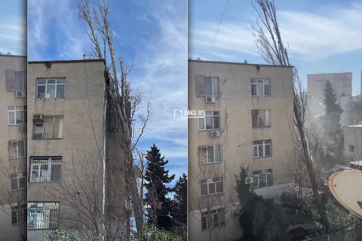 Рухнувшее на здание в Баку дерево уже более 3 месяцев создает опасность - ВИДЕО