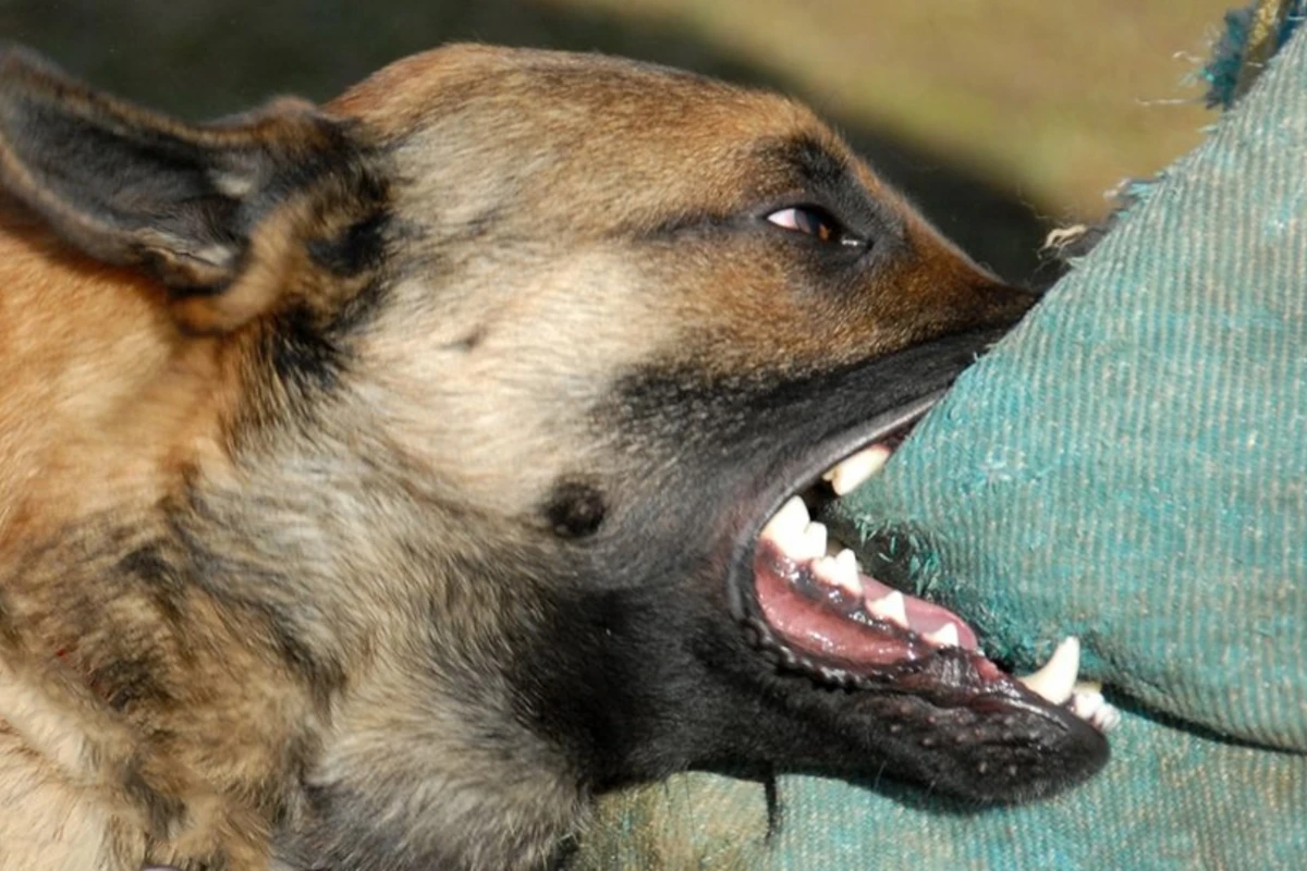 Bakıda məktəbin həyətində şagirdi it DİŞLƏDİ