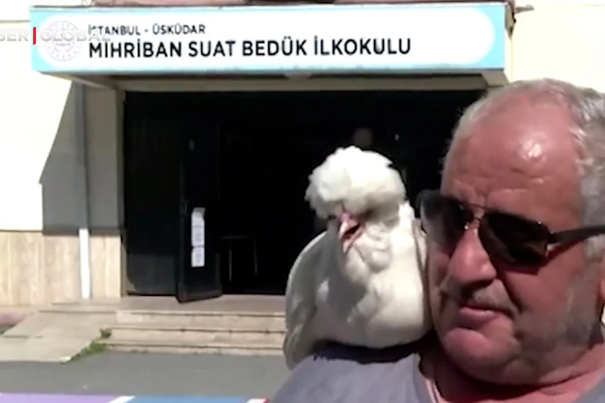 İstanbulda seçici məntəqədə özü ilə gətirdiyi toyuqla səs verdi - VİDEO
