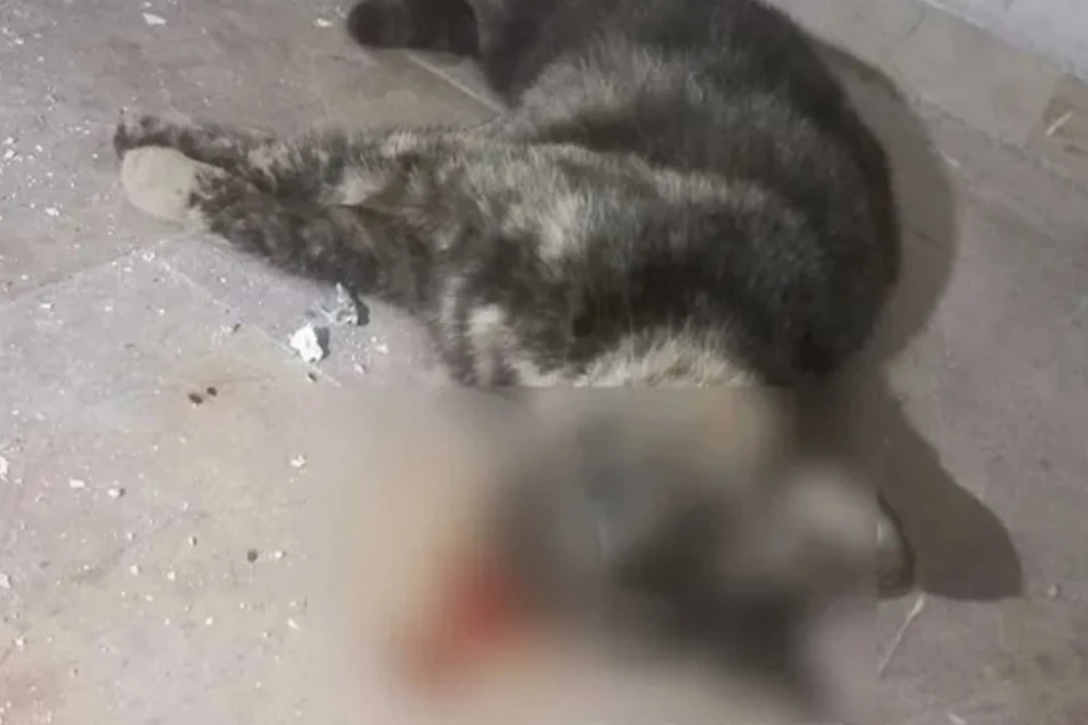 Türkiyədə ikinci Eros hadisəsi - Bu dəfə Totik adlı pişik vəhşicə öldürüldü
