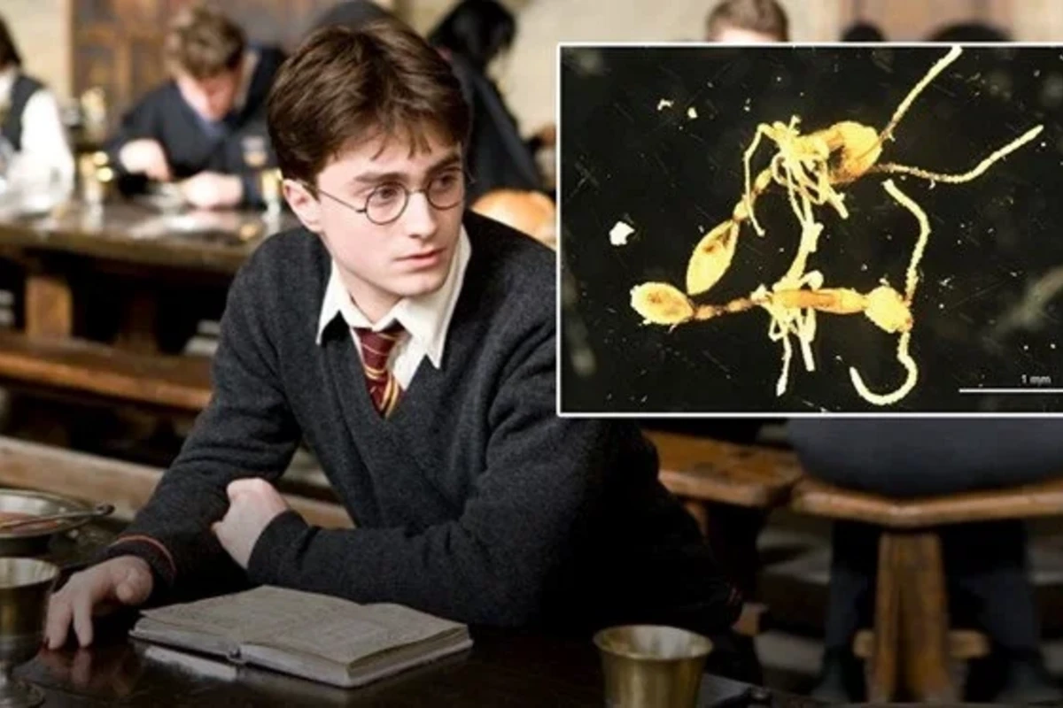 Harry Potterin məşhur qəhrəmanının adı qarışqaya verildi - FOTO