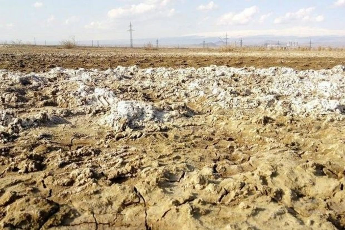 Şoran torpaqların əkin üçün yararlı hala salınması COP29 çərçivəsində önəmli addım olacaq
