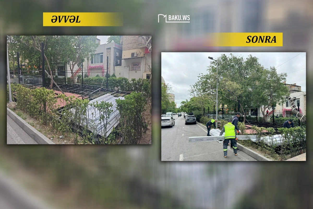 Bakıda Tantuni sahibi tut ağacını kəsib yerində obyekt tikmək istədi - YENİLƏNİB - FOTO