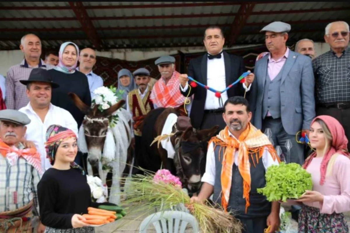 Türkiyədə ulağa toy edib, traktorla bal ayına göndərdilər - FOTO/VİDEO