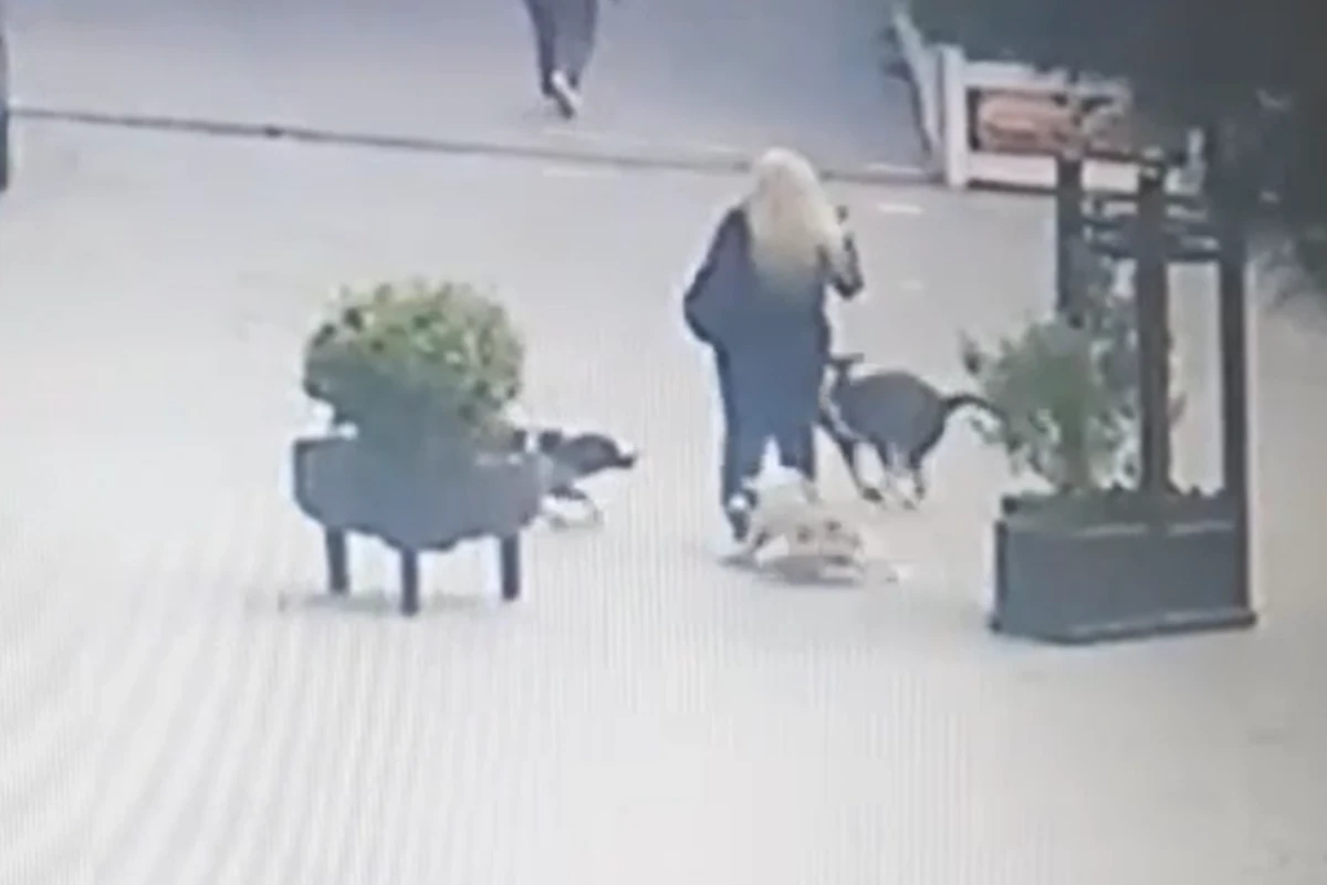 В Хырдалане бродячие собаки покусали женщину - ВИДЕО