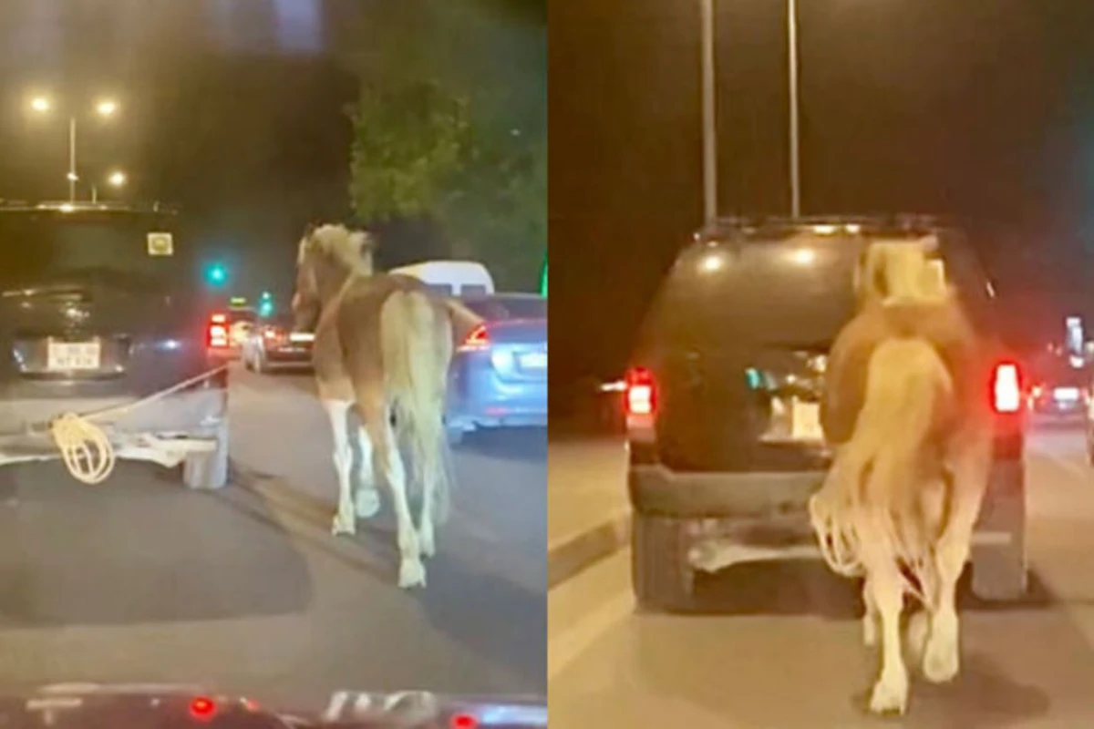 Paytaxtda sürücü atı maşının arxasına bağlayıb yol boyu apardı - VİDEO