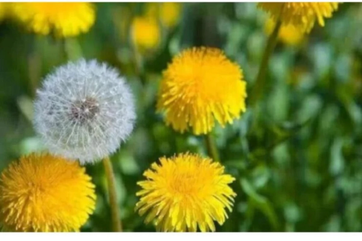 Xərçəngin müalicəsi üçün faydalıdır