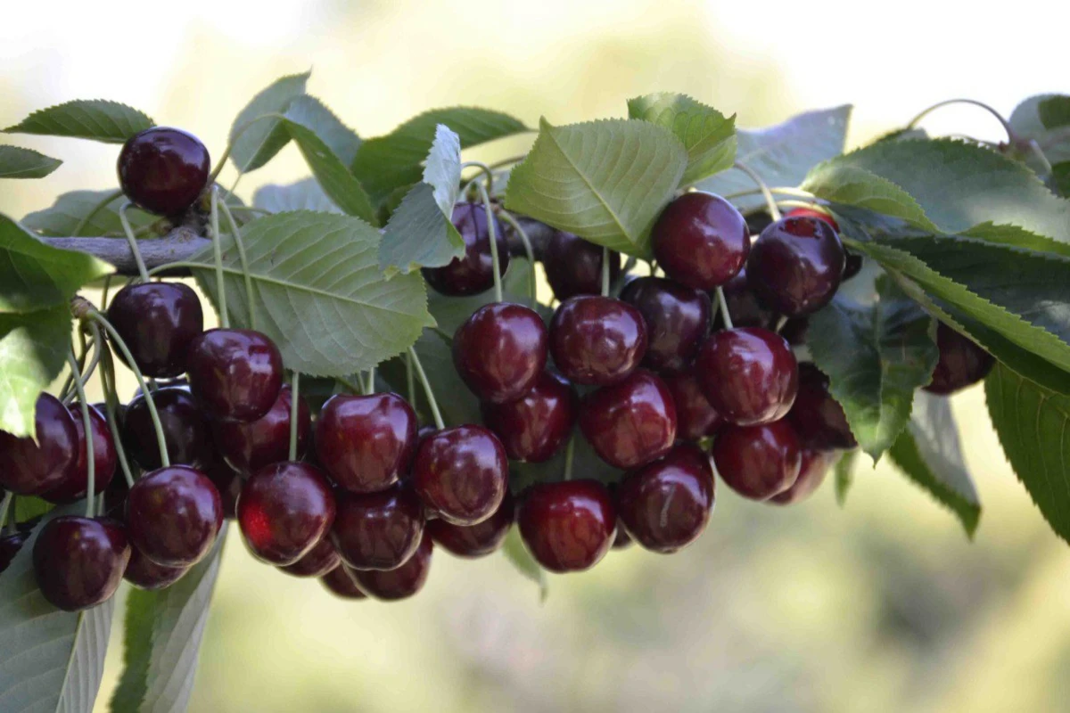 Удар стихии по черешневым садам: будет ли дефицит в Азербайджане - ВИДЕО