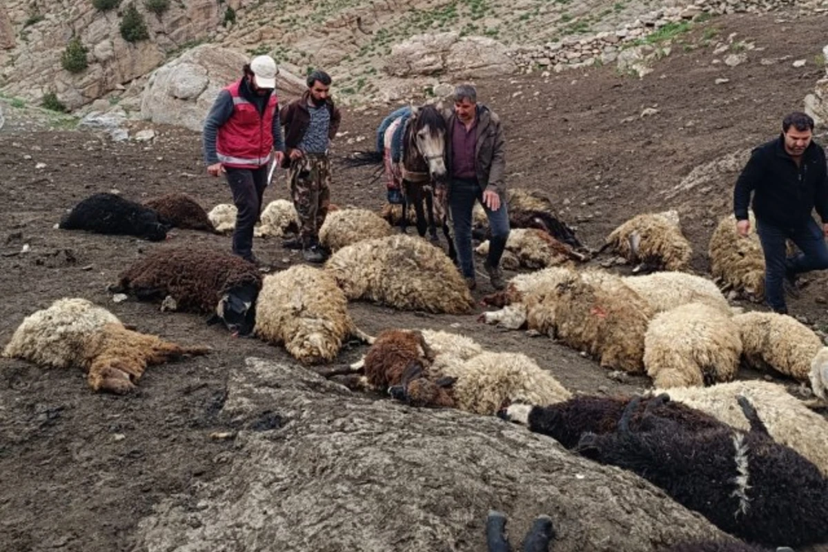 Canavarlar sürüyə hücum etdi - 100 qoyun tələf oldu - FOTO/VİDEO