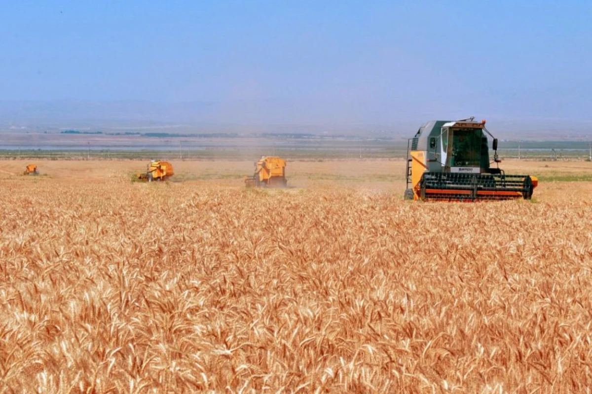 Qeyri-sabit hava taxıl zəmilərinə ziyan vurub: Qıtlıq olacaq? - FOTO Qeyri-sabit hava taxıl zəmilərinə ziyan vurub: Qıtlıq olacaq? - FOTO