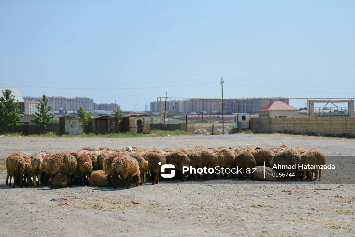 Qurban bayramı ərəfəsində ət bahalaşacaq? - VİDEO