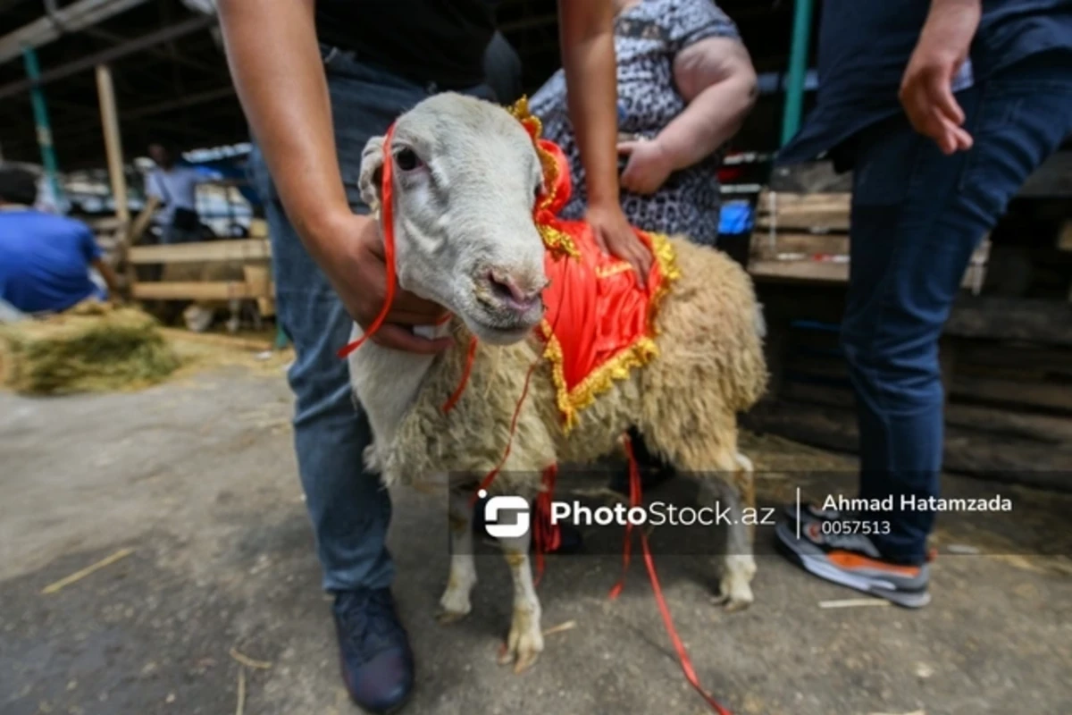 Qurban bayramı ərəfəsində yararsız ətləri aşkarlamaq üçün hansı işlər görüləcək? - AÇIQLAMA