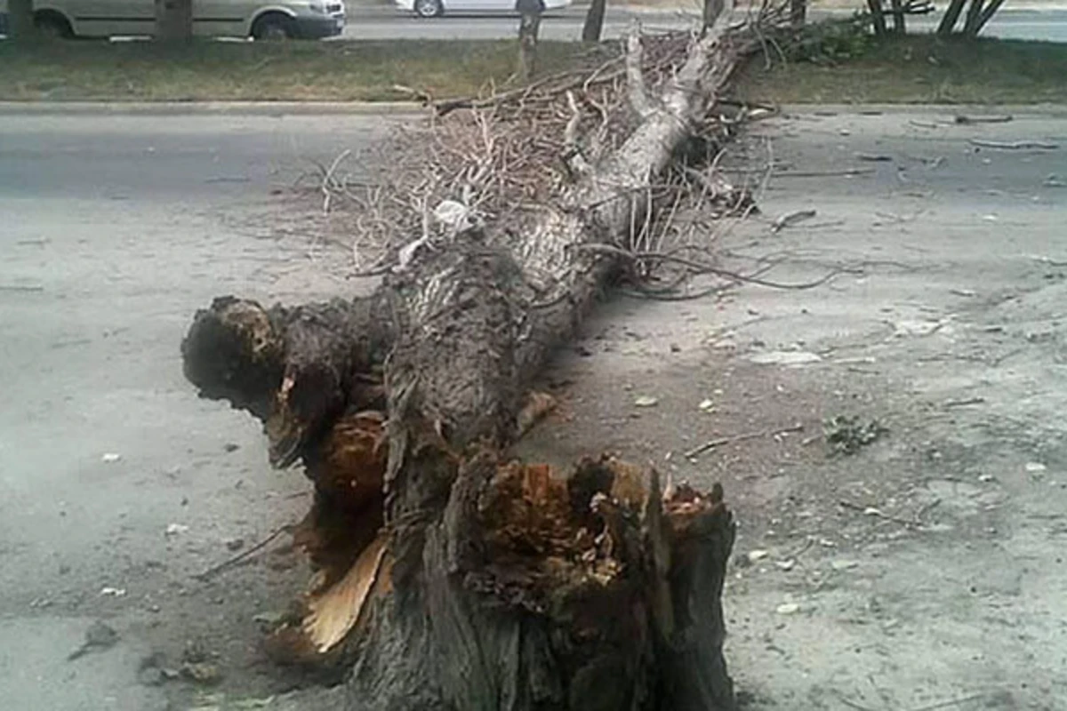 Ağaclar aşdı, magistral yol bağlandı Ağaclar aşdı, magistral yol bağlandı