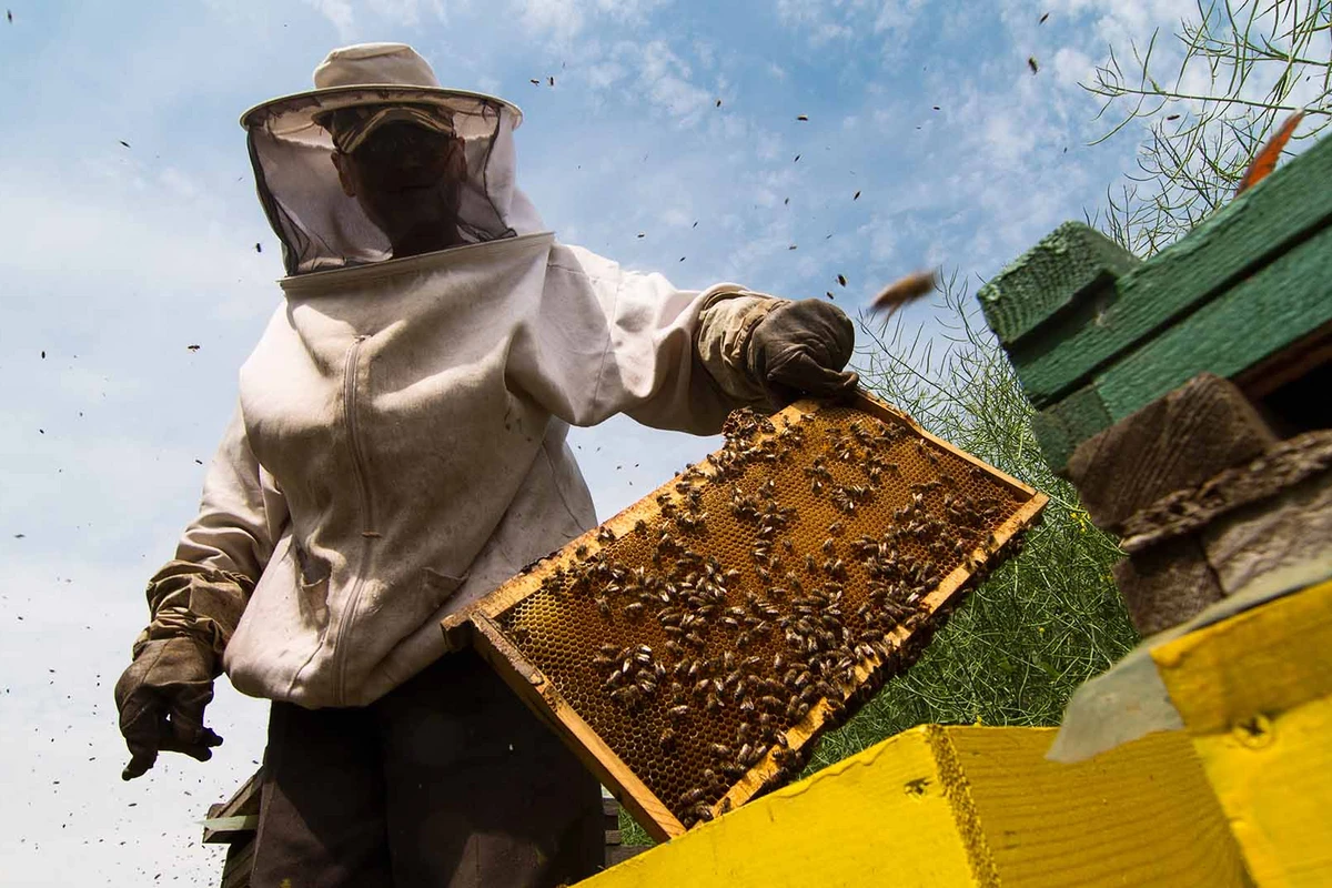 Arıçılıqda xəstəliklərin yayılma səbəbləri nə ilə bağlıdır? - VİDEO